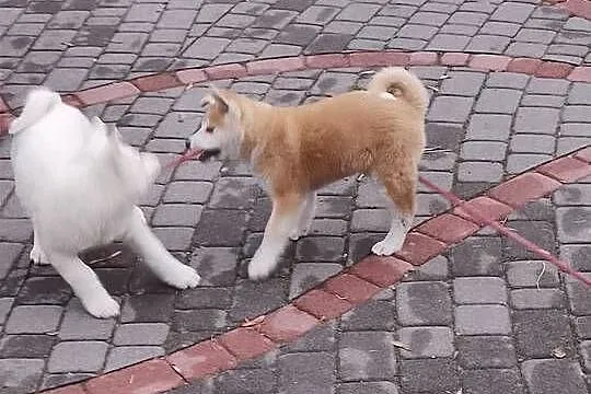 Szczenięta rasy Akita Inu, Opolskie, Namysłów