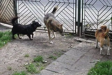 BOLUŚ vel Dżek uroczy psi senior bez oczka porzuco