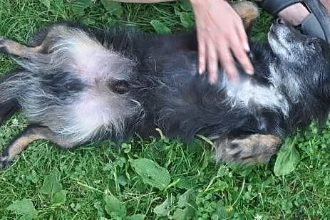 BOLUŚ vel Dżek uroczy psi senior bez oczka porzuco