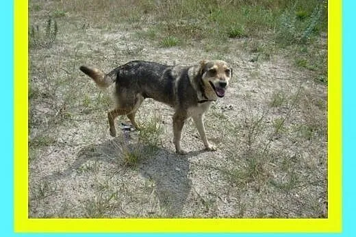 9kg,przytulaśna,grzeczna na spacerach,uwielbia się