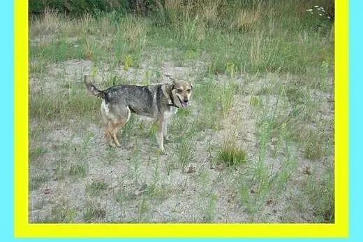 9kg,przytulaśna,grzeczna na spacerach,uwielbia się