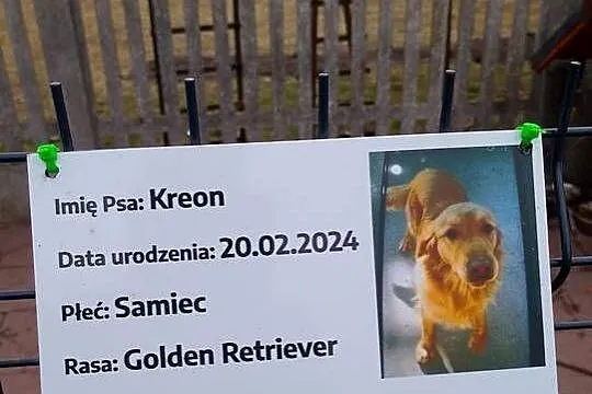 Golden retriever, Świętokrzyskie, Pińczów