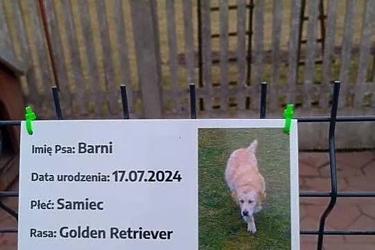 Golden retriever, Świętokrzyskie, Pińczów