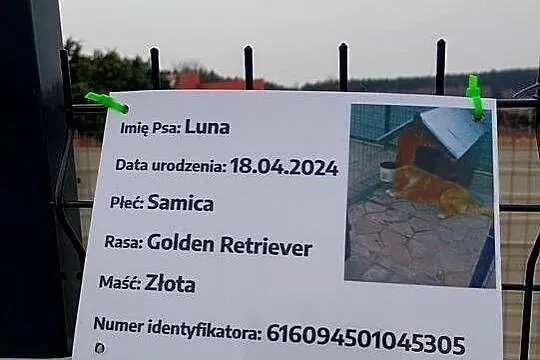 Golden retriever, Świętokrzyskie, Pińczów
