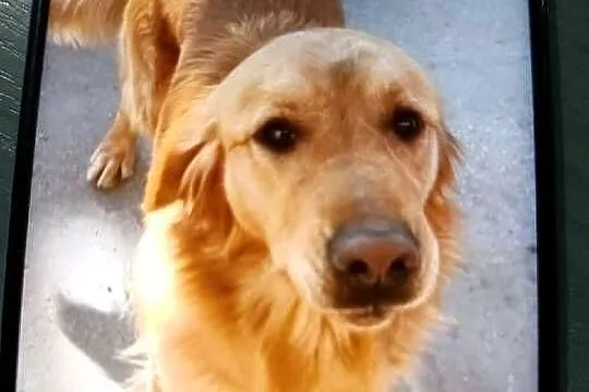 Golden retriever, Świętokrzyskie, Pińczów