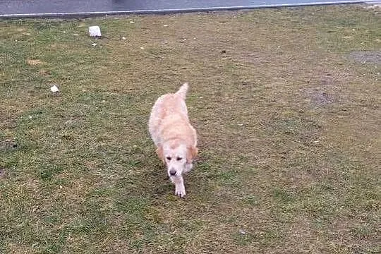 Golden retriever, Świętokrzyskie, Pińczów
