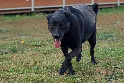 Lexi - idealna na nowego członka rodziny ,  łódzki
