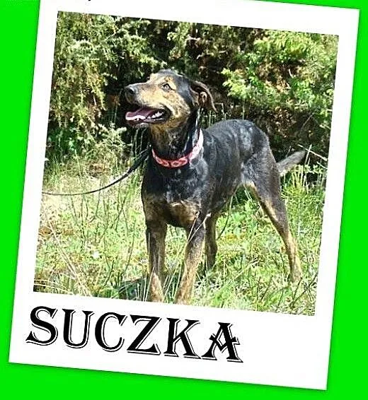 Gończa mix,średnia,przyjazna,wesoła,łagodna suczka