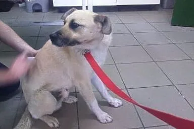 Leo , młody , wesoły psiak,  mazowieckie Płock