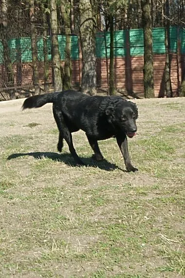 Grzeczny, uroczy psiak szuka domu