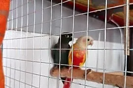 Rudosterki