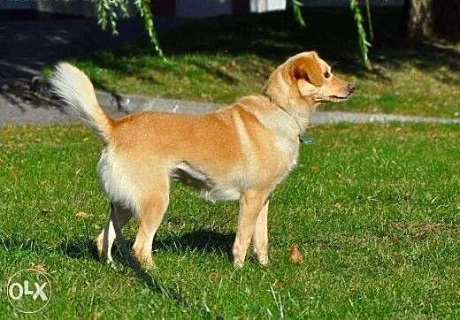 Śliczna Delicja poleca się do adopcji :), warmińs