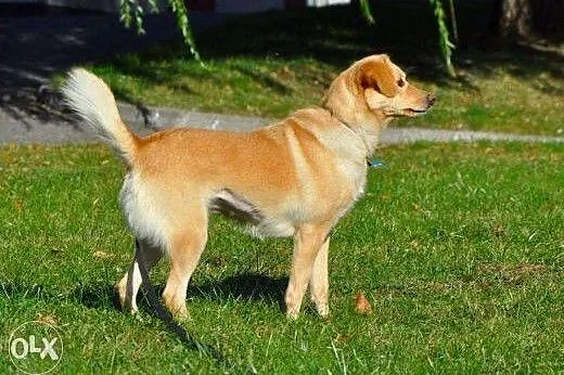 Śliczna Delicja poleca się do adopcji :),  warmińs