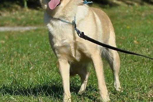 Śliczna Delicja poleca się do adopcji :),  warmińs