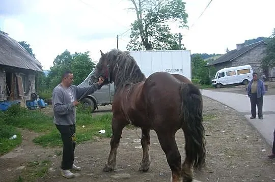 Sprzedam konia
