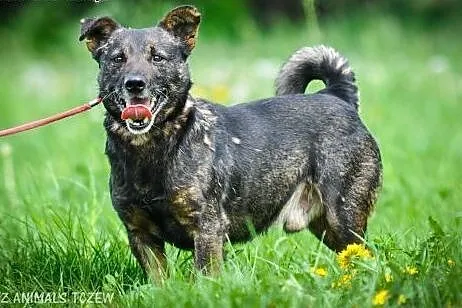 OTOZ Animals - Zdzich - mały, kochany kundelek o w