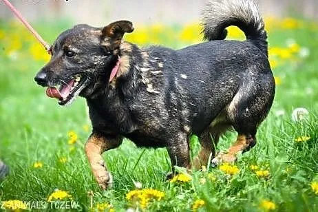 OTOZ Animals - Zdzich - mały, kochany kundelek o w