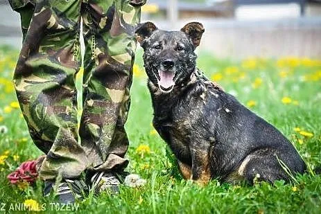 OTOZ Animals - Zdzich - mały, kochany kundelek o w