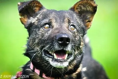 OTOZ Animals - Zdzich - mały, kochany kundelek o w