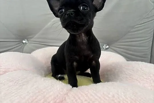Chihuahua Xs