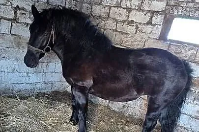 Sprzedam spokojna kara, Lubelskie, Ostrów Lubelski
