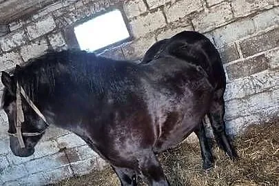 Sprzedam spokojna kara, Lubelskie, Ostrów Lubelski
