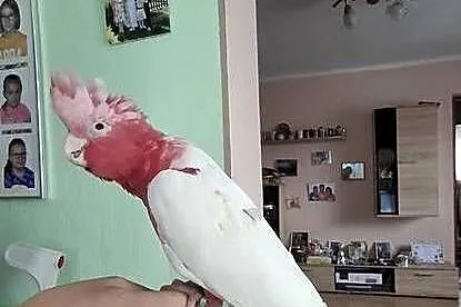 Kakadu różowe lutino
