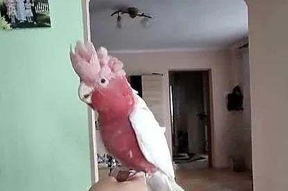 Kakadu różowe lutino, Małopolskie, Chyżne