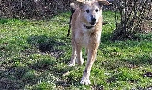 Dojrzały psi dżentelmen - do adopcji, dolnośląski