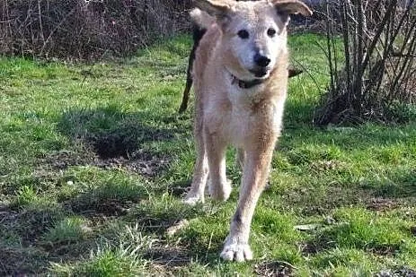 Dojrzały psi dżentelmen - do adopcji,  dolnośląski