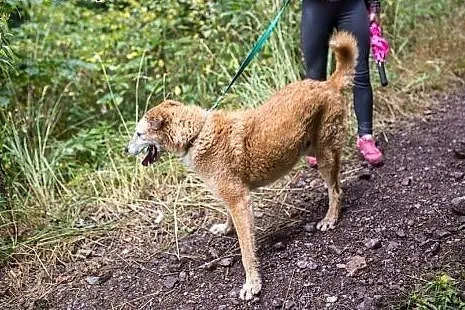 Dojrzały psi dżentelmen - do adopcji,  dolnośląski