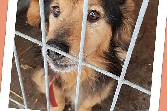 Mały,jamnikowaty,przytulaśny,grzeczny,przekochany psiaczek KUBA.Adopcja., Małopolskie, Kraków