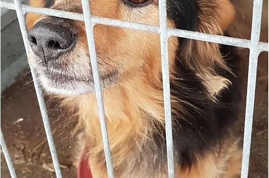 Mały,jamnikowaty,przytulaśny,grzeczny,przekochany psiaczek KUBA.Adopcja., Małopolskie, Kraków