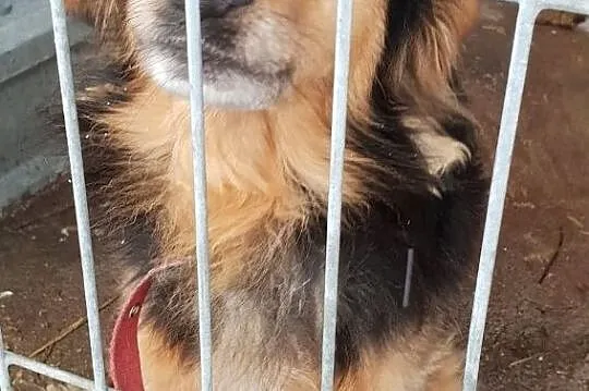 Mały,jamnikowaty,przytulaśny,grzeczny,przekochany psiaczek KUBA.Adopcja., Małopolskie, Kraków