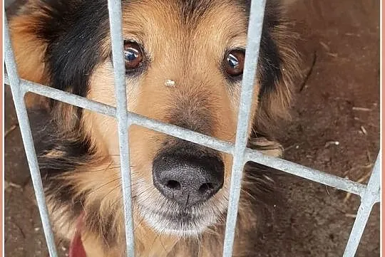 Mały,jamnikowaty,przytulaśny,grzeczny,przekochany psiaczek KUBA.Adopcja., Małopolskie, Kraków