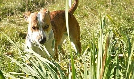 Młoda suczka pilnie szuka domu, śląskie Sosnowiec