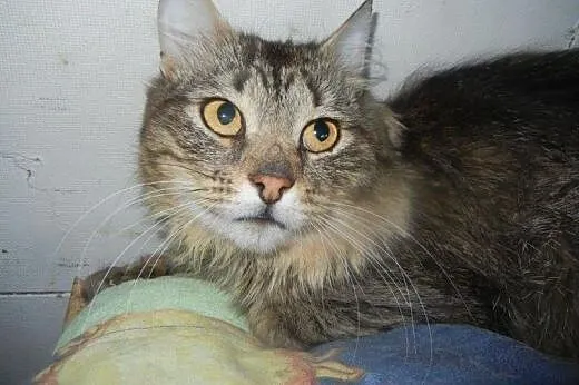 Długowłosy Aleksy do adopcji!!!,  łódzkie Łódź