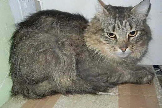 Długowłosy Aleksy do adopcji!!!,  łódzkie Łódź