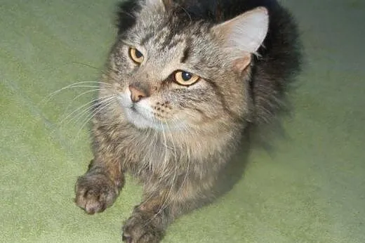 Długowłosy Aleksy do adopcji!!!,  łódzkie Łódź