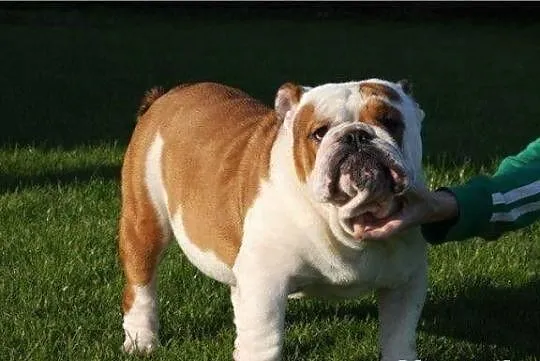 Buldog angielski piękne szczenięta po Championach 