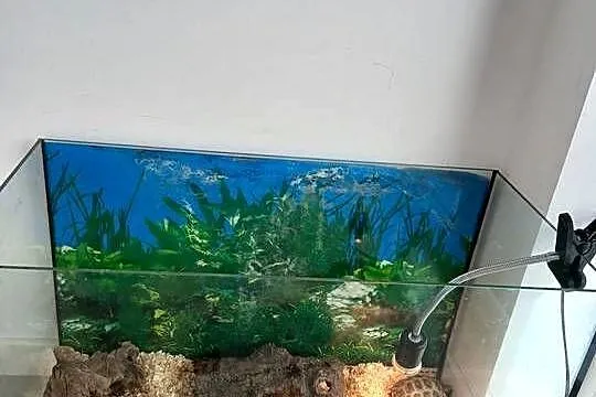 Żółw stepowy lądowy akwarium 40x80x51 i lampa grzewcza, Podkarpackie, Tarnobrzeg