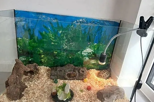 Żółw stepowy lądowy akwarium 40x80x51 i lampa grzewcza, Podkarpackie, Tarnobrzeg