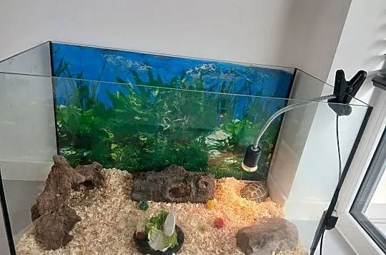 Żółw stepowy lądowy akwarium 40x80x51 i lampa grzewcza, Podkarpackie, Tarnobrzeg