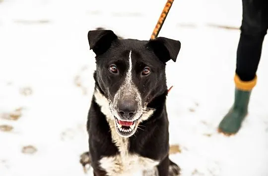 Oreo poleca się do adopcji