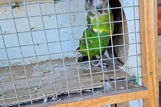 Afrykanka senegalska, Małopolskie, Kraków