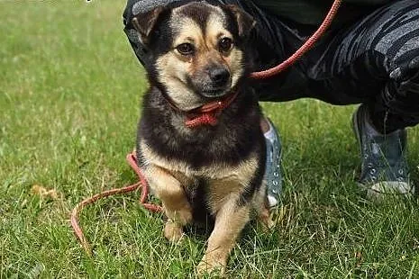 Ocal malutką młodą Kropeczkę przed wywózką do schroniska daj jej dom,  Kundelki cała Polska