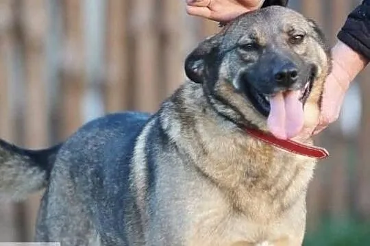 Przyjacielska sunia kochająca dzieci szuka pilnie domku
