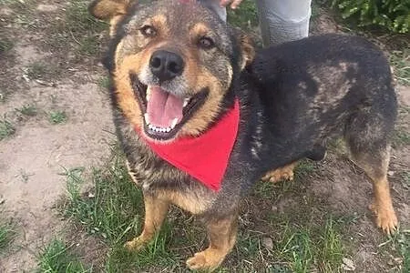 Stefan, kochany psiak szuka odpowiedzialnego domu!