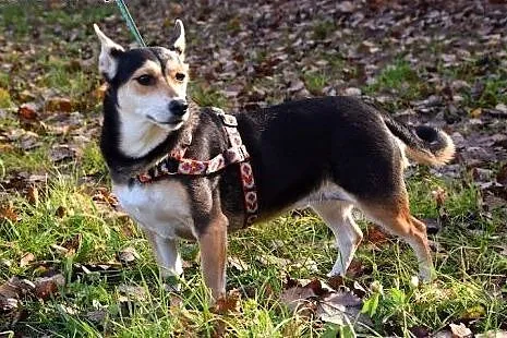 Mika oddana z powodu choroby, nie potrafi się odna