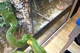 Morelia viridis pyton zielony